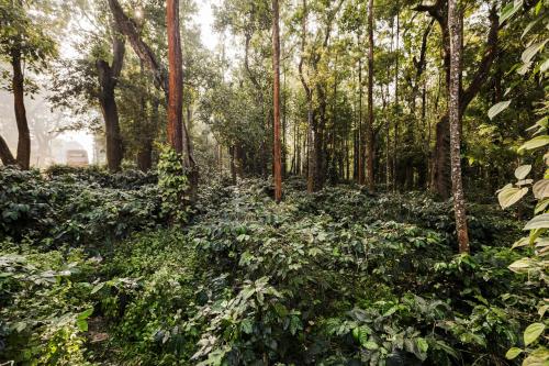 Ümbrus, Samarya Chikkamagaluru in Chikmagalur