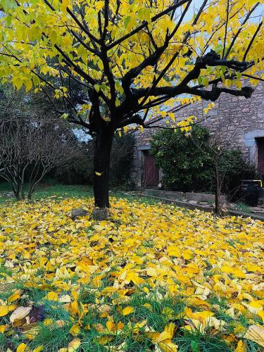 L'Ostal des Embruscalles - Claret
