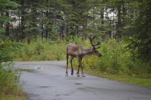 All Seasons B&B Kenai