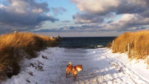 Residenz Lausitz - Apartments für Urlaub mit Hund