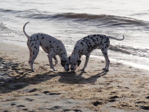 Residenz Lausitz - Apartments für Urlaub mit Hund