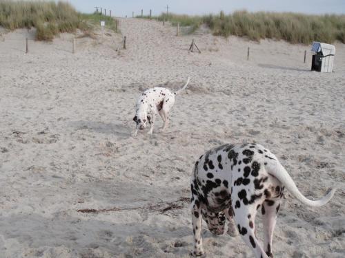 Residenz Lausitz - Apartments für Urlaub mit Hund