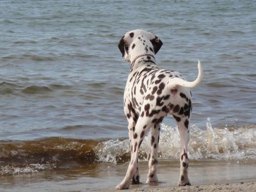 Residenz Lausitz - Apartments für Urlaub mit Hund