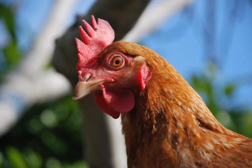 La Tinassara chambre d'hôte Salionze
