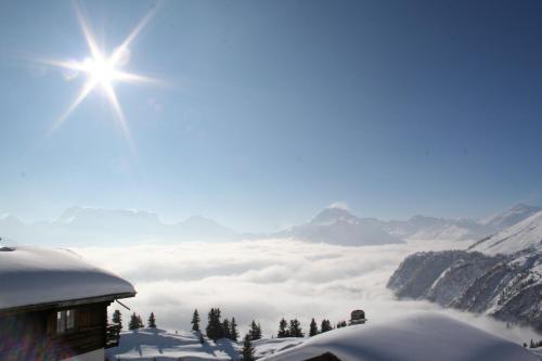 Malva in Belalp, Schweiz