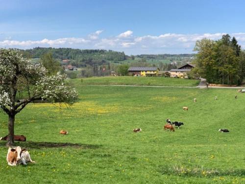 Apartment Rehalp Westen by Interhome in Bišofzela