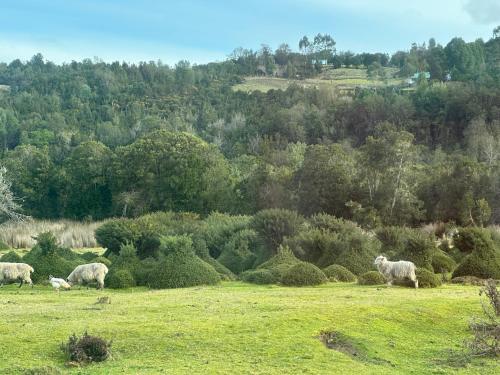 Sports un aktivitātes, Cabaña y Tinaja Leuquetro (Cabana y Tinaja Leuquetro) in Chonchi