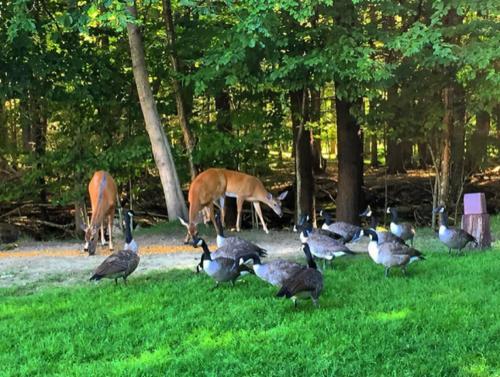 Cove Haven Resort - main image