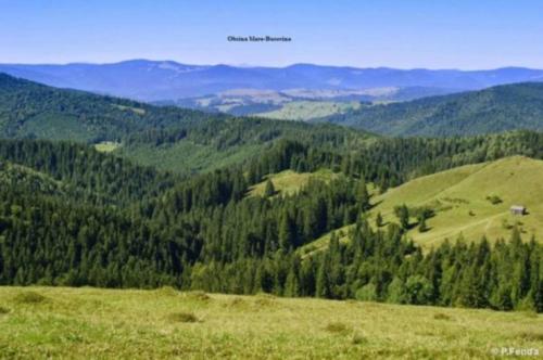 ขี่ม้า, Pensiunea Letitia in ซูเซวิตา