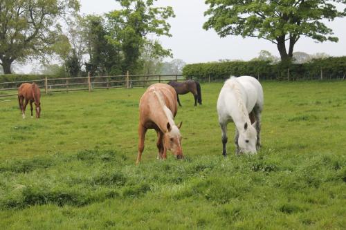 The Jockey Room Hideaway - image 2