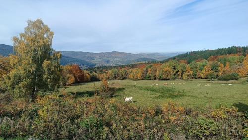 Apalupa na Hojsovce in Zelezna Ruda