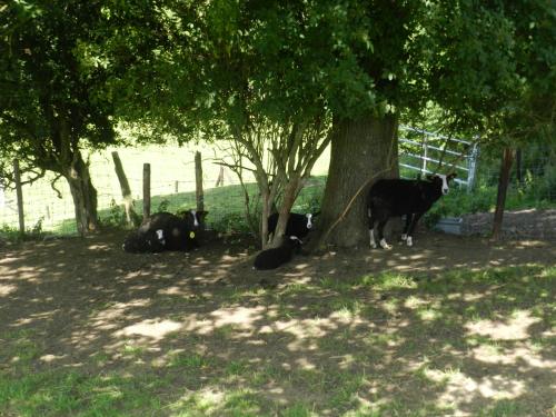  Xhawirs Horse Farm in Soumagne