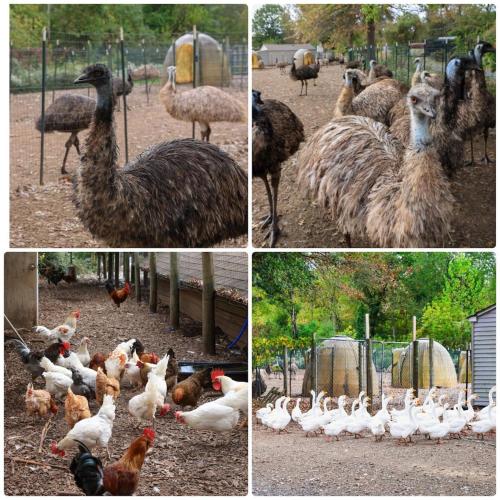 . Bucks County Home Farm Philadelphia Dog Friendly
