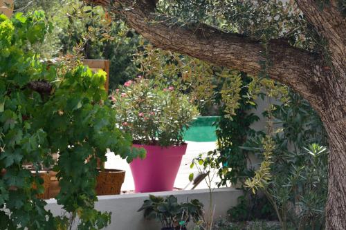 Sous les oliviers - Piscine chauffée à débordement- Studios climatisés