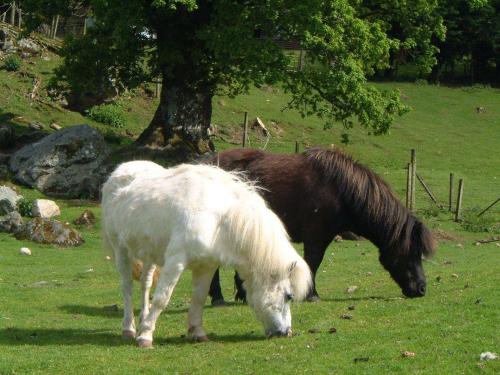 Ardgarry Farm in Invergarry