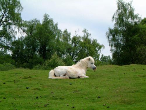 Ardgarry Farm in Invergarry