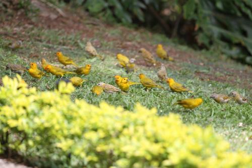 El Jardín de los Colibríes - Pereira, Risaralda