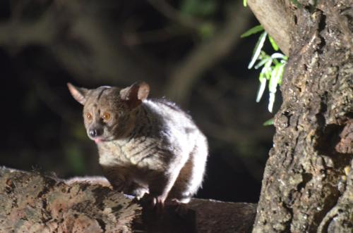 Bushbaby Lodge & Camping