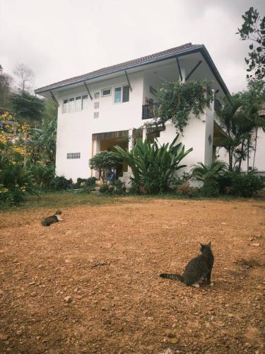 Fluffy Cat Paradise - Trang Fluffy Cat Paradise - Trang