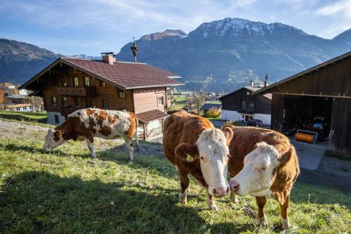 景觀, Haus Geiersbichl in 聖維伊恩蓬高