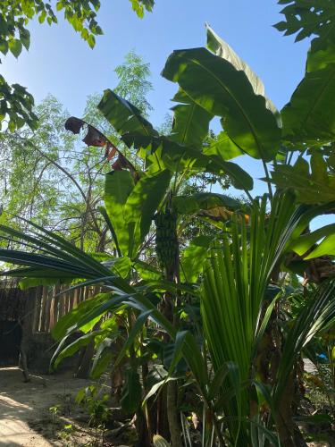 Alrededores, Bush Baby Compound in Gunjur