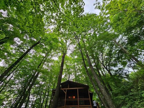 Cozy Cabin, Hot Tub, Fast 500Mbps Wi-Fi, Fireplace in Mars Hill, USA