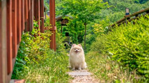 Exterior view, Gapyeong Swimteo Pet Pension in Sang-myeon