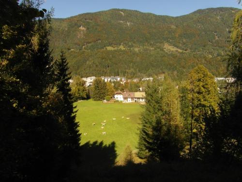 Farm Košir - image 8