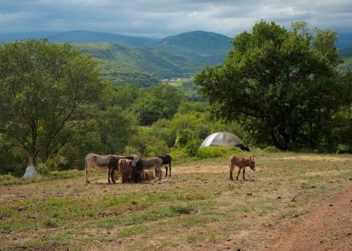 Apkārtne, Les Cabânes-Tipi Paco en pleine nature (Les Cabanes-Tipi Paco en pleine nature) in Dio-et-Valquieres