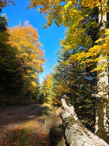 L'acninid - Entre Rives et Collines in Saint-Privat