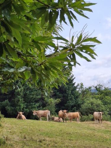 L'acninid - Entre Rives et Collines in Saint-Privat