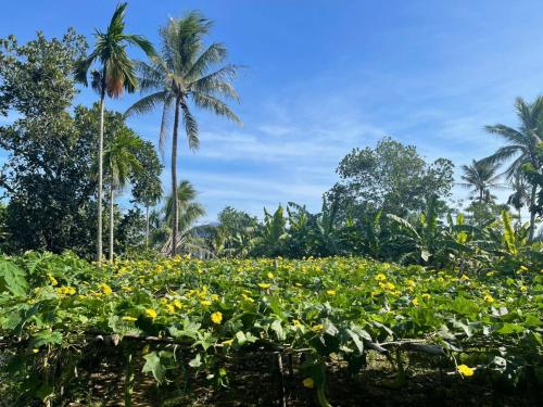 周邊環境, HanaHihi Countryside View Guest House in 和榮
