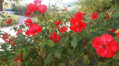 Tenuta Colverano - image 13