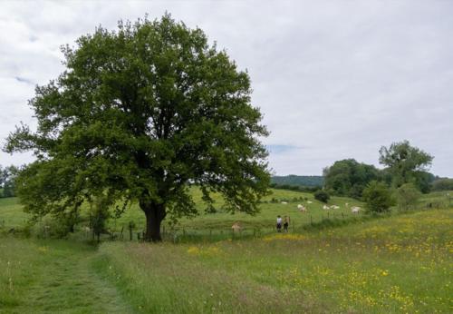 Vistas, Recreatieboerderij Tergracht - Dr Wesjzulder in Epen