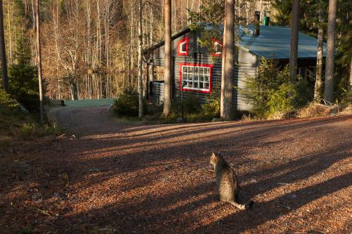 Fairy tales on the forest lake in Vavesaari