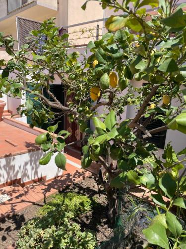 Dārzs, Casa Dorotea in Nuova Gibellina