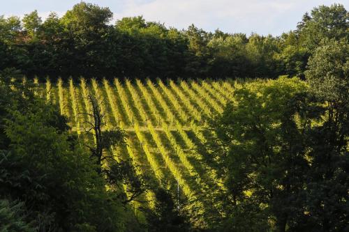 Weingut Hirschmugl - Domaene am Seggauberg - image 5