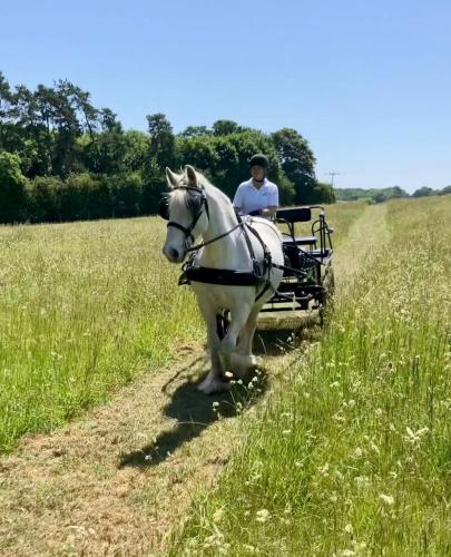 Willow Tree Farm – Hillington