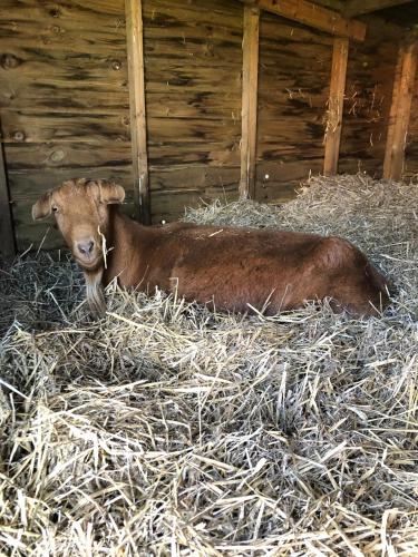 Willow Tree Farm – Hillington