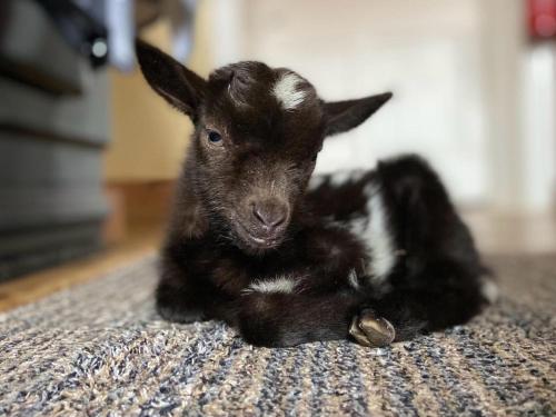Willow Tree Farm – Hillington
