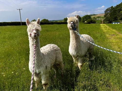 Willow Tree Farm – Hillington