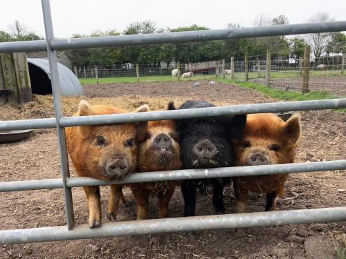 Willow Tree Farm – Hillington
