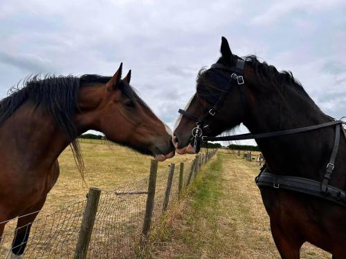 Willow Tree Farm – Hillington