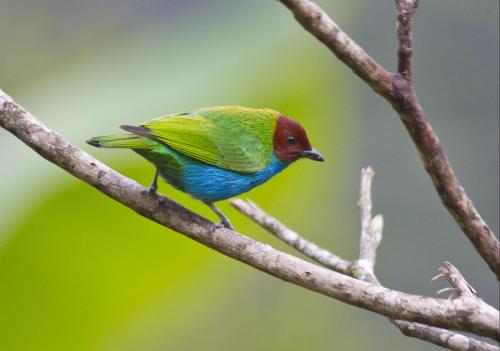 Las Tangaras Reserve in Andes