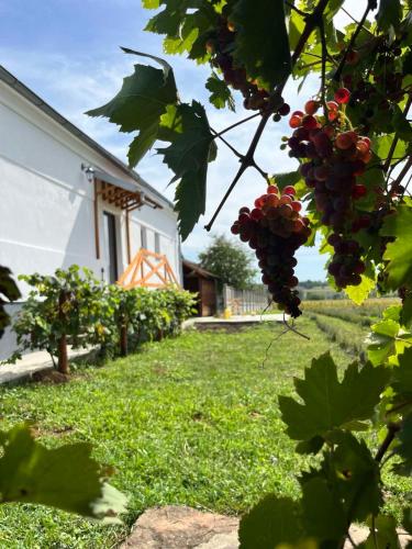 . Lavender farm Zarić