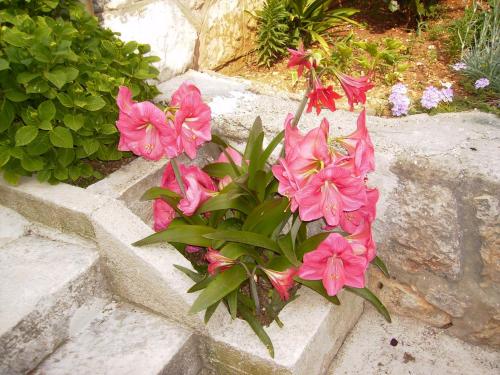 Apartment Flora - image 10