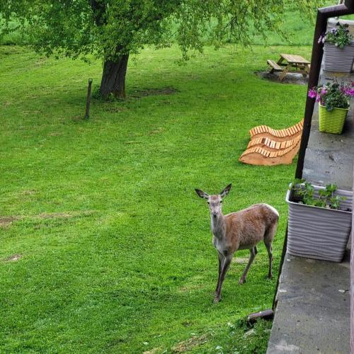 Schronisko Koliba Politechniki Warszawskiej in Ustrzyki Gorne