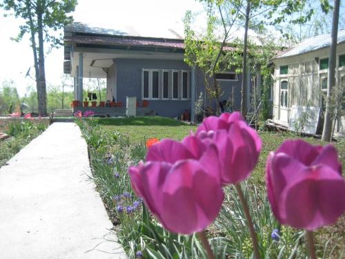 Jalla Residence - Srinagar