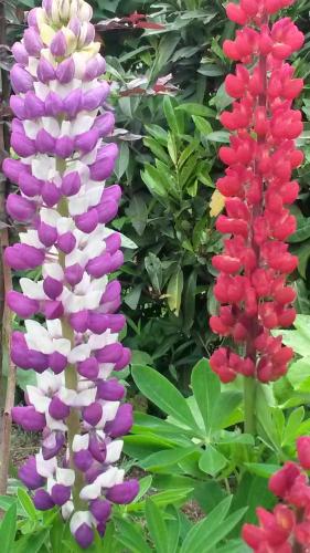 拉贝图拉乡村民宿