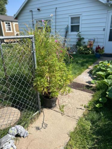 花園, Little house in the alley in 南達科他皮爾 (SD)
